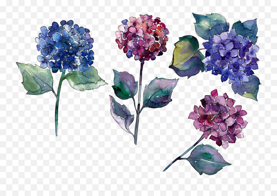 Hydrangea Png Photo - Painted Flowers,Hydrangea Png