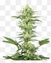 White Gorilla Haze - png