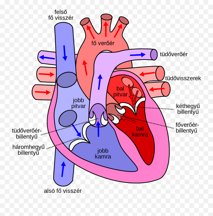 Diagram Of The Human Heart Hu - Heart Diagram Hd Png,Human Heart Png