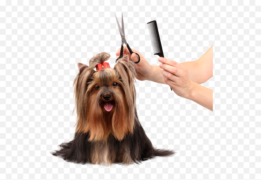 Dog Grooming - Grooming Pets Png,Pets Png