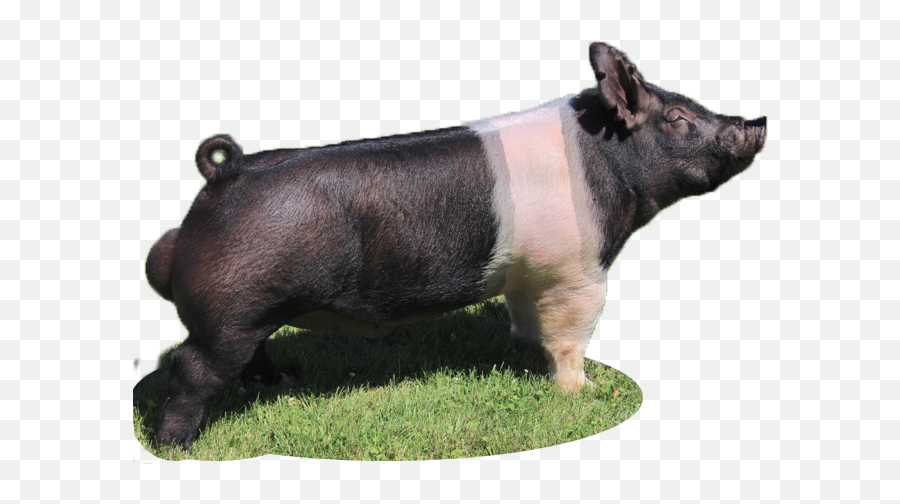 Dinero U2013 Stohlquist Showpigs - For Outdoor Png,Dinero Png