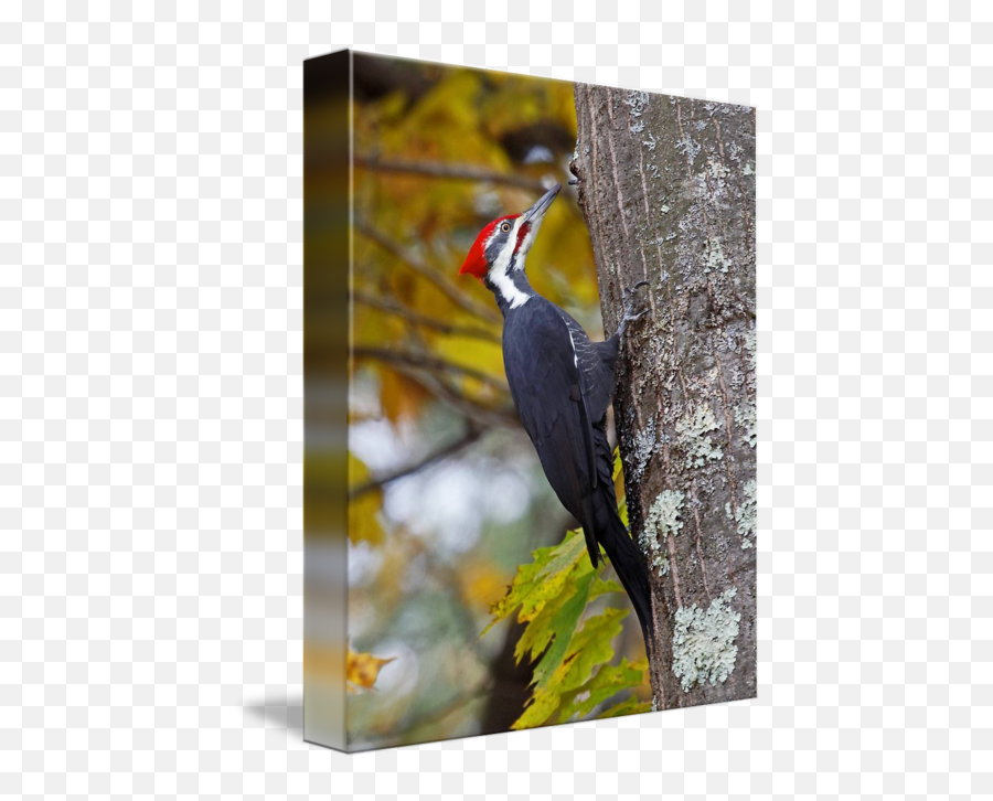 Pileated Woodpecker By Lloyd Alexander - Woodpecker Png,Woodpecker Png