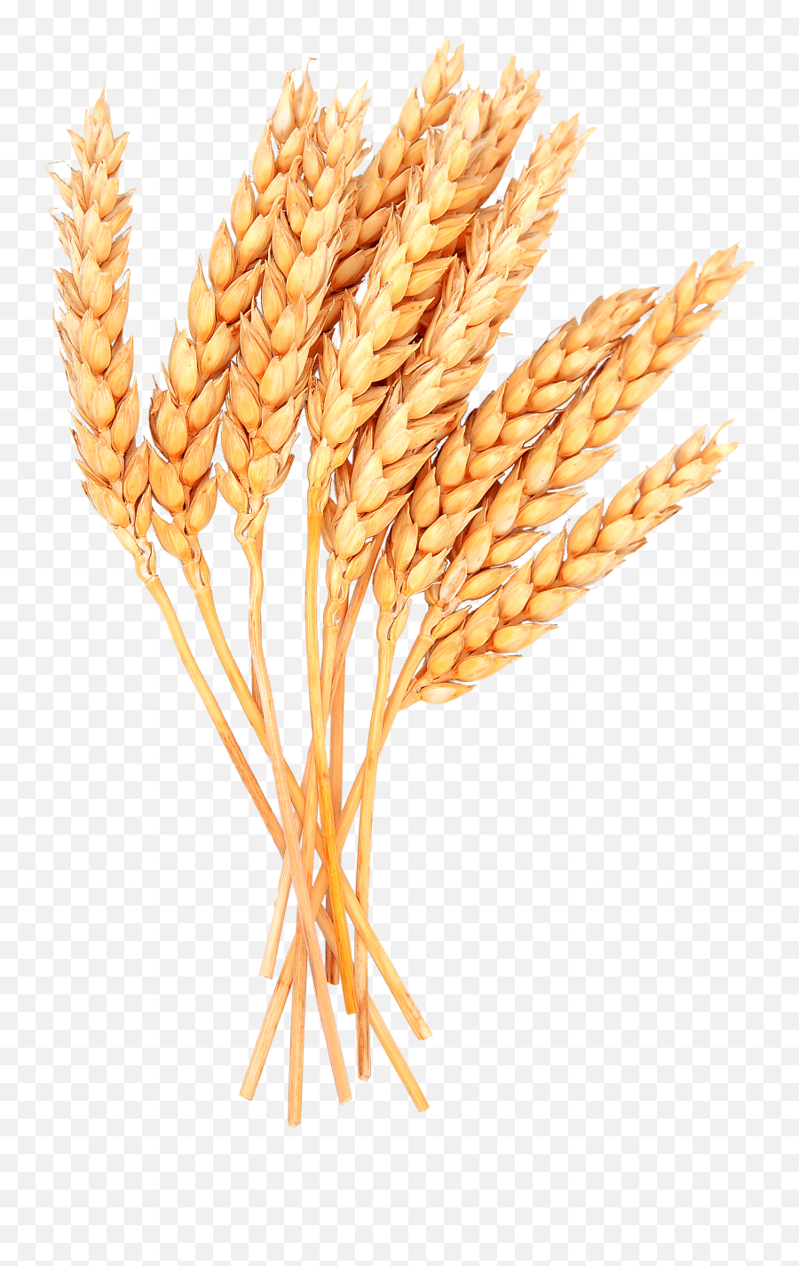 Wheat Png Transparent Images - Wheat Png,Grains Png