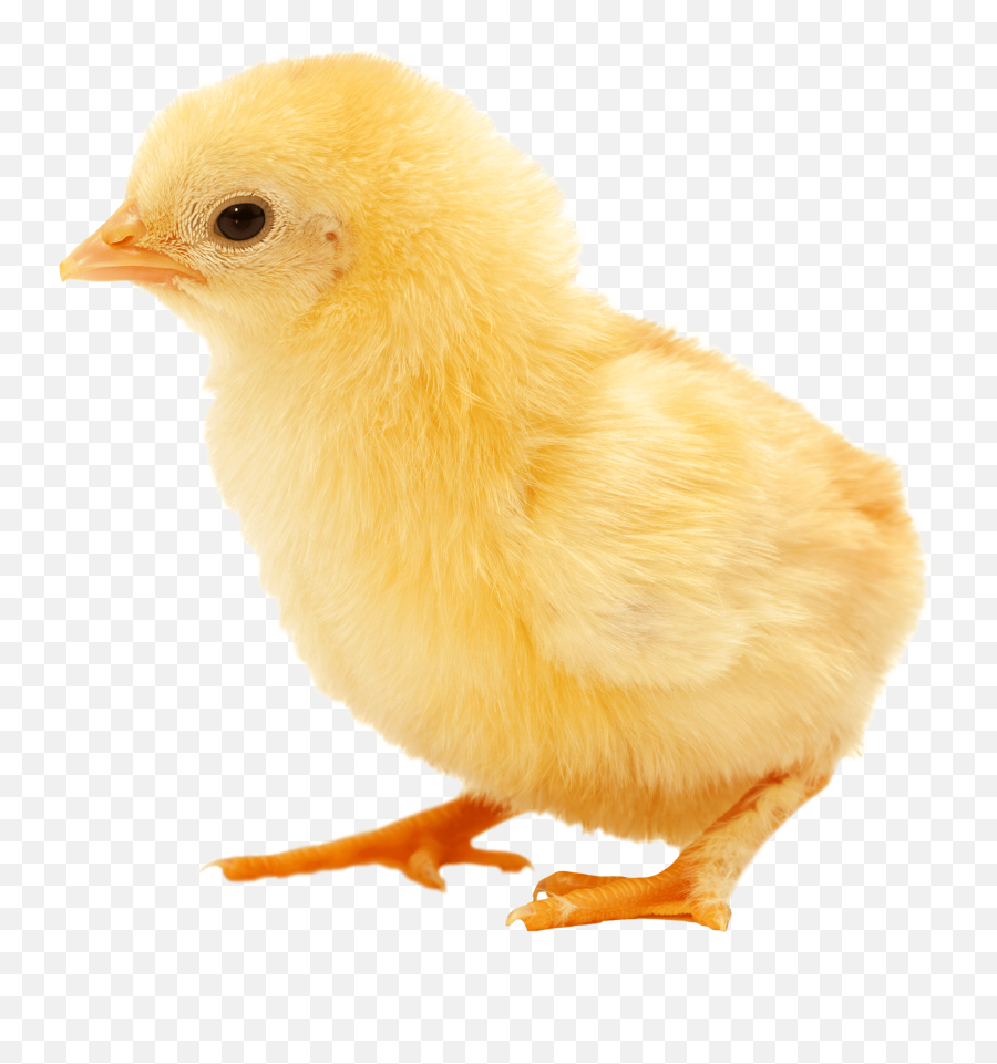 Download Free Png Baby Chick Chicks