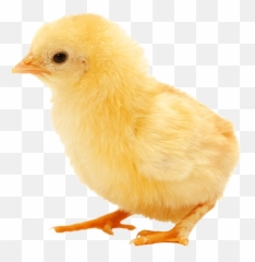 Download Free Png Baby Chick