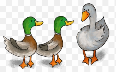 Download Duck Goose - Duck Duck Goose Png Png Image Duck Duck Goose Game,Goose Transparent