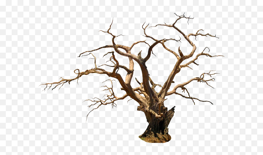 Halloween Trees Png Picture - Wood,Spooky Tree Png