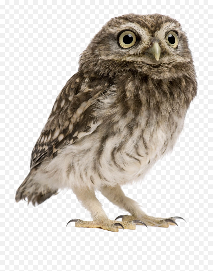 Owl Png Image Transparent Background - Owl With Transparent Background Png,Owl Transparent
