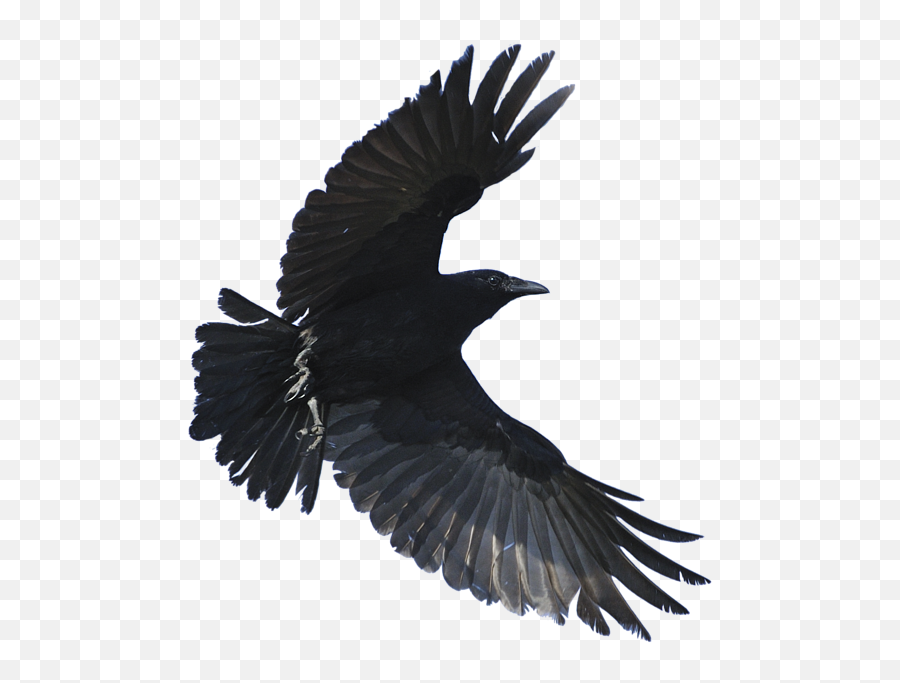 Flying Crow Throw Pillow - Stay Away From Me Png,Crow Transparent