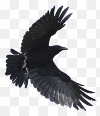 Flying Crow Throw Pillow - Stay Away From Me Png,Crow Transparent