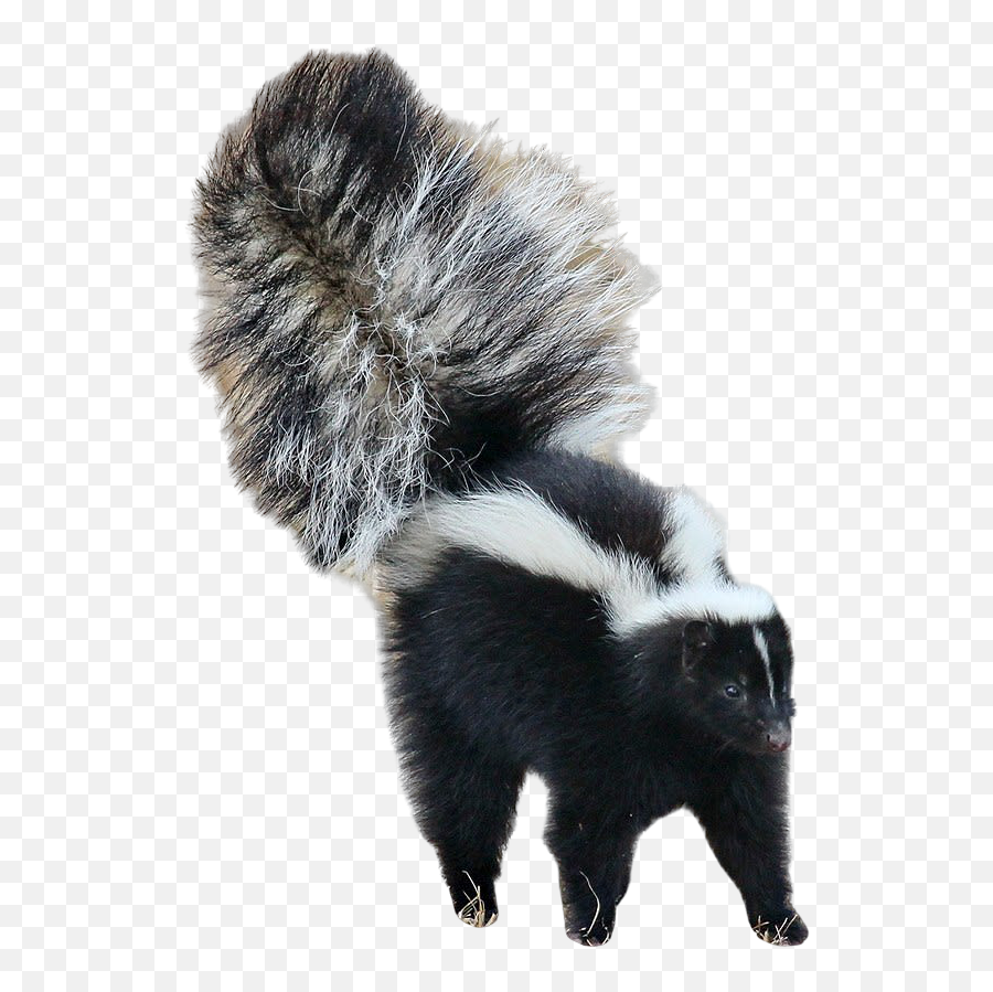 Use To Remove The Background - Pygmy Spotted Skunk Weapon Png,Skunk Png