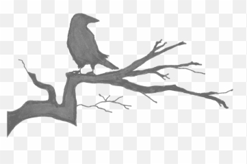 Our Products - New Caledonian Crow Png,Raven Transparent