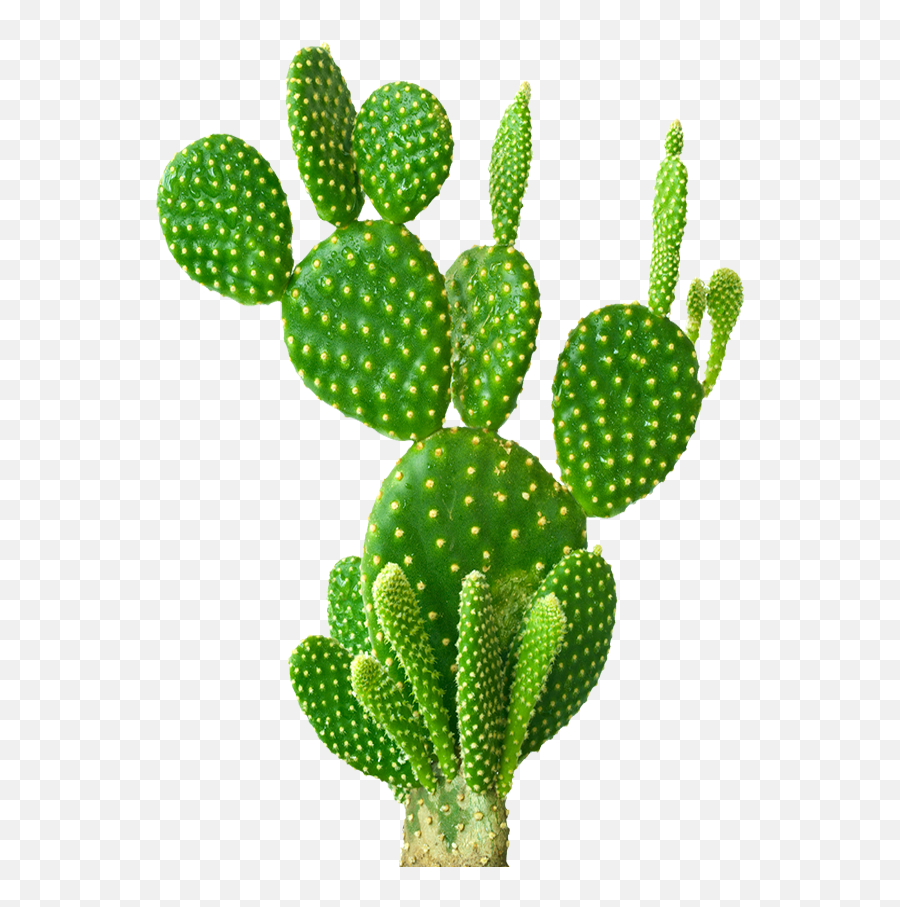 Wallpaper V Png Nopal