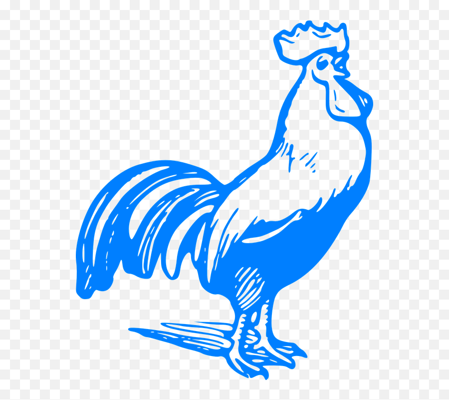 Clipart Png - Blue Chicken Clipart,Chicken Clipart Transparent Background