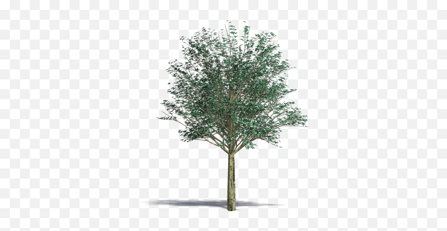 Gray Alder Plants Free Bim Object For Cinema 4d Revit - Png Photoshop Png Tree,Cypress Tree Png