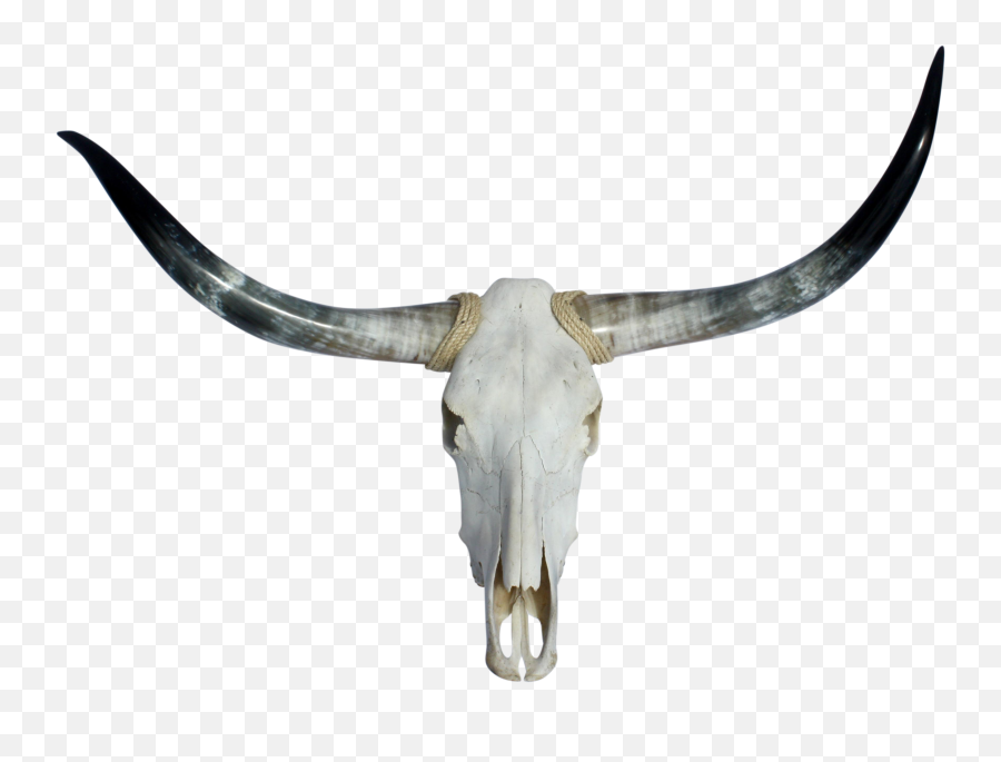 Longhorn Bull Skull - Transparent Bull Skull Png,Bull Transparent Background