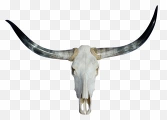 Longhorn Bull Skull - Transparent Png