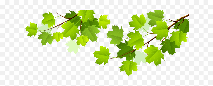 Leafs Png Vector Clipart