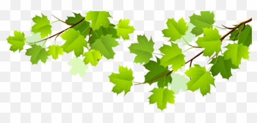 Leafs Png Vector Clipart