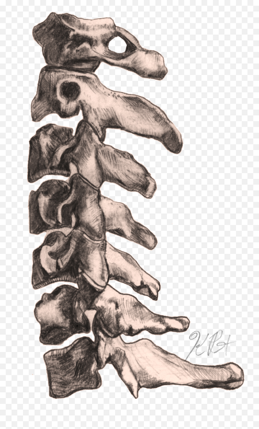 Anatomy Illustrations Kimberly Reinhardt - Bone Png,Reinhardt Png