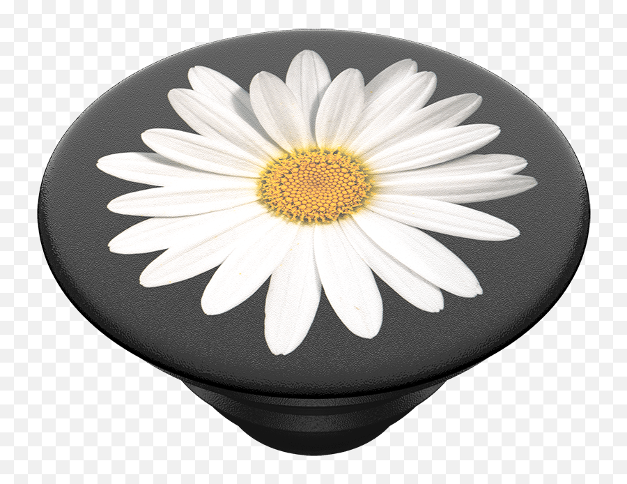 White Daisy - Palace Png,White Daisy Png