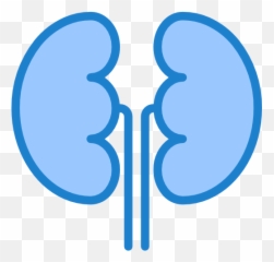 Kidneys - Free medical icons Icon Blue png