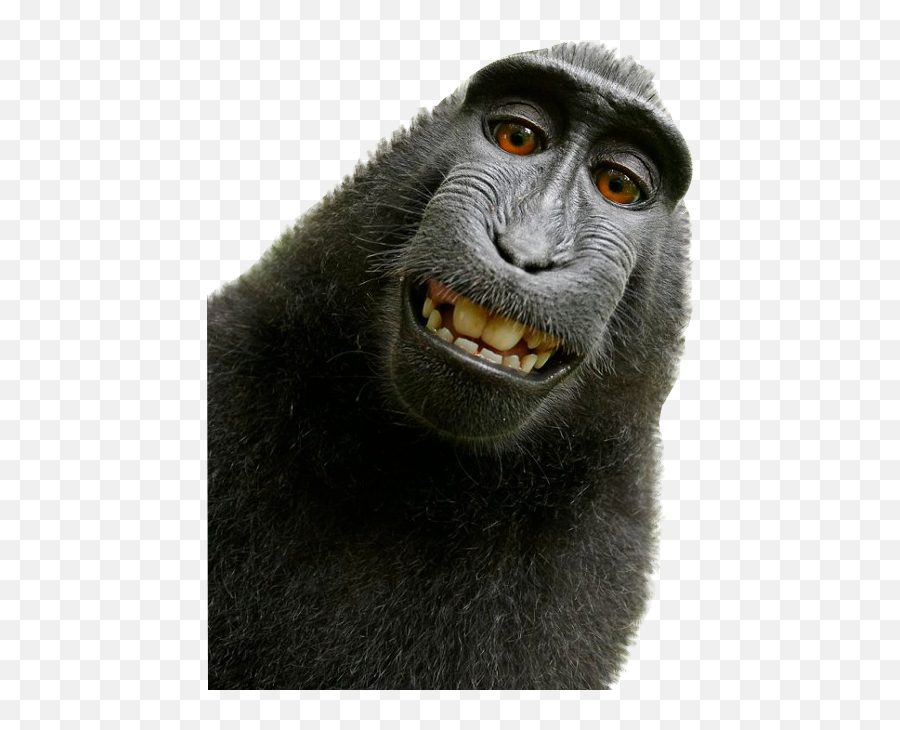 Ape - David Slater Monkey Png,Ape Png