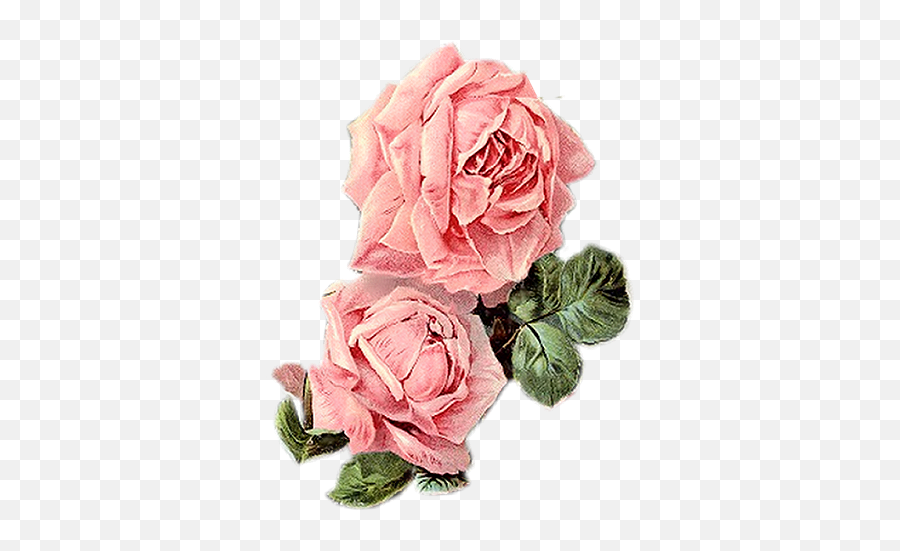 Vintage Roses Png - Floral,Vintage Rose Png