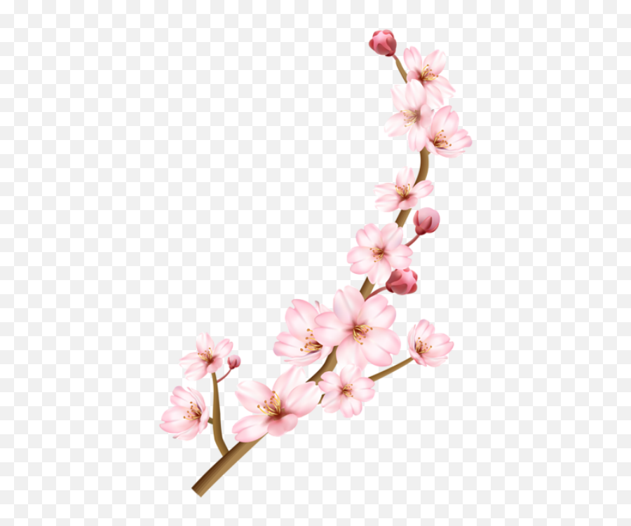 Flores Png - Flores Flor Bonita Rosa 4 Png Transparent Cherry Blossom Branch Drawing,Sakura Flower Png