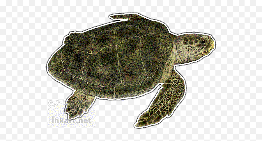 Kempu0027s Ridley Sea Turtle Decal - Olive Ridley Turtles Png,Ridley Png