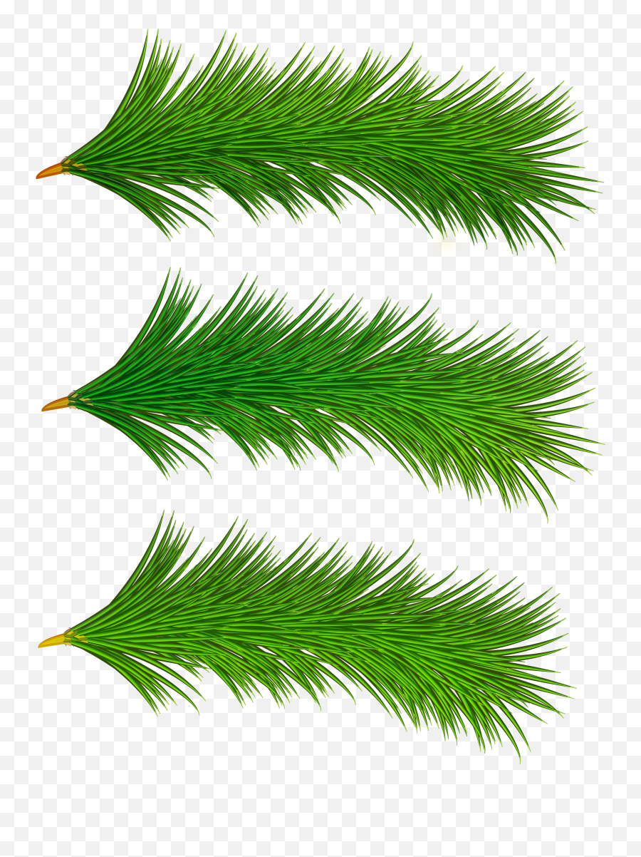 Spruce Branch Png Picture 1837644