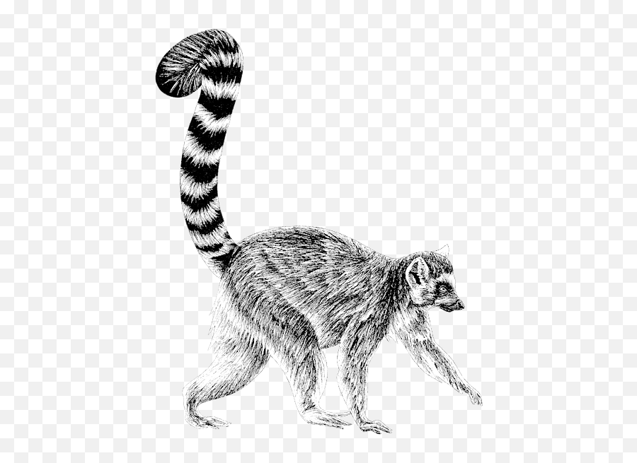 Walking Ring - Tailed Lemur 3 Greeting Card Ringtail Lemur Drawing Png,Lemur Icon