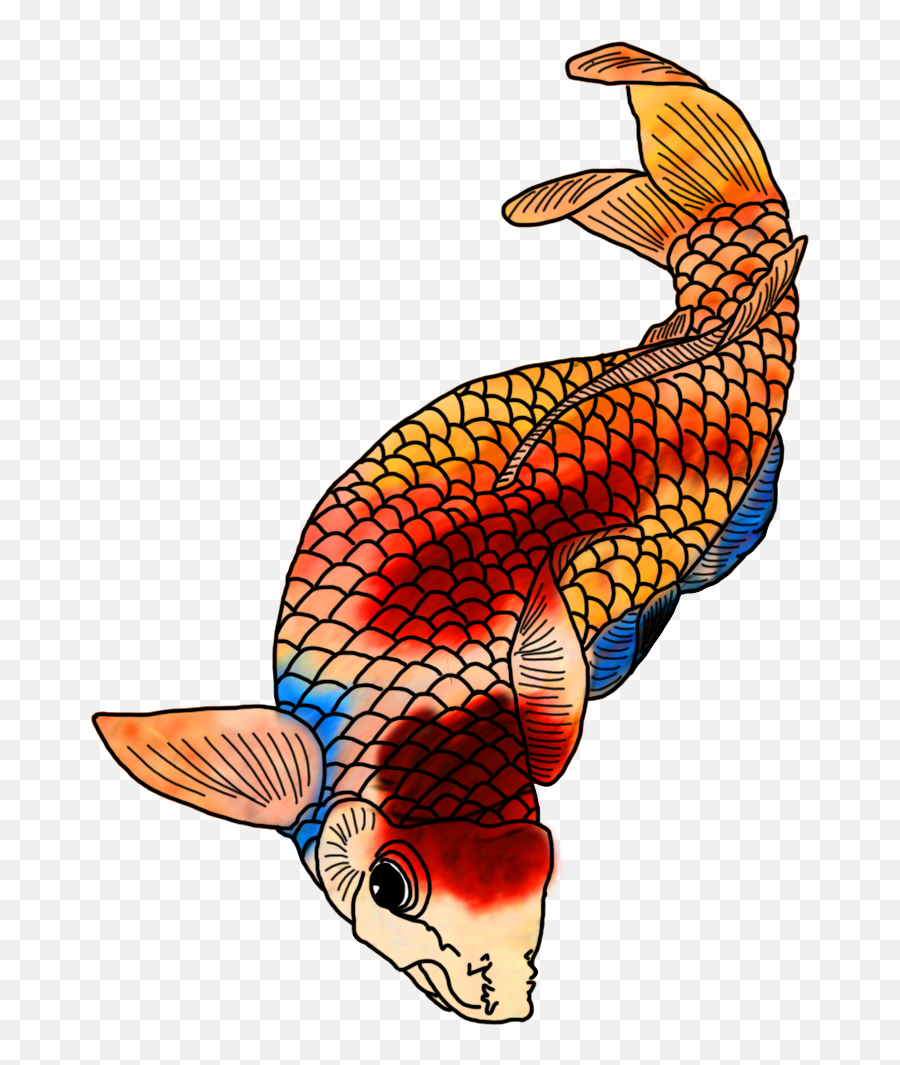 The Cool Drawings And Funny Clip Art Blog Site - Drawing Koi Fish Color Png,Fish Clipart Transparent