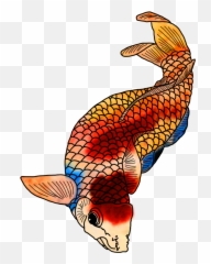 The Cool Drawings And Funny Clip Art Blog Site - Drawing Koi Fish Color Png,Fish Clipart Transparent