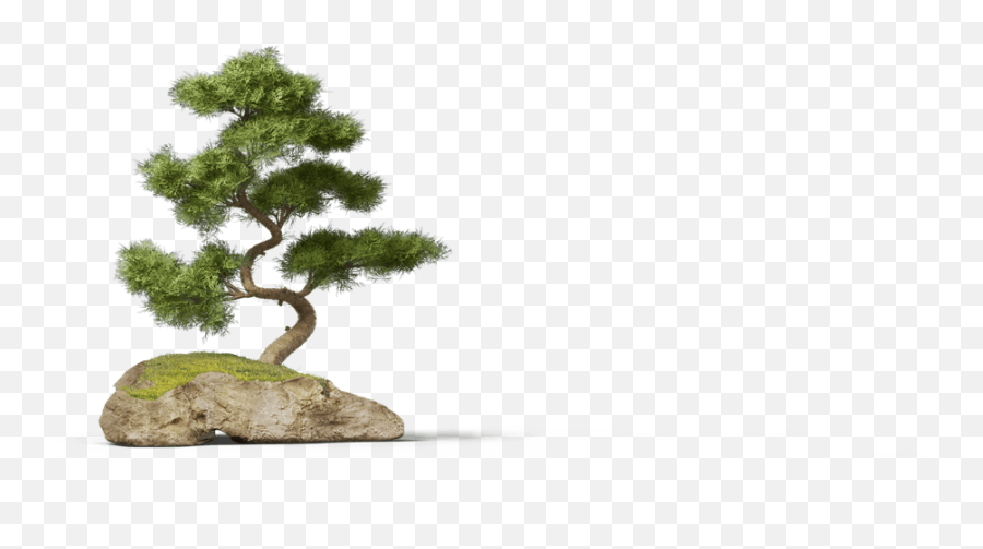 Bonsai Pine Tree Png - Bonsai Tree Png,Bonsai Tree Png