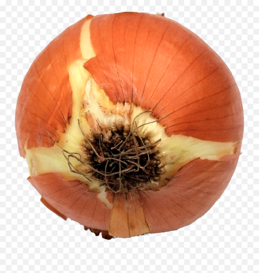 Onion - Red Onion Png,Onion Png