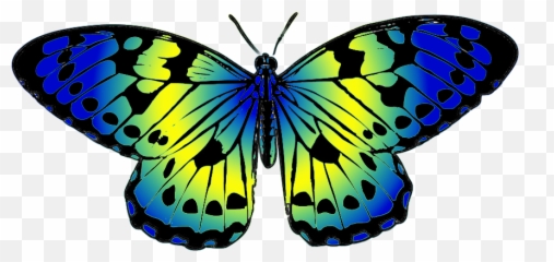 Butterfly Clipart - Colorful Butterflies Clip Art Png,Art Clipart Png