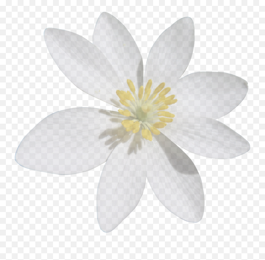 Blood Turmeric White Flower Cut - Fleur Blanche Png,Blood Cut Png