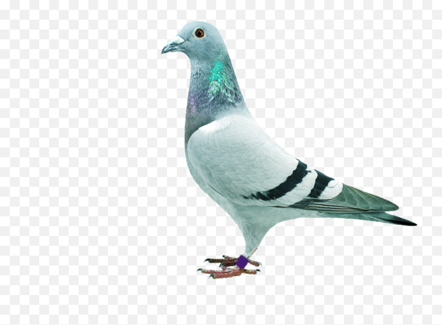 Homing Pigeon Stock Dove Columbidae - Piggen Png,Pigeon Png