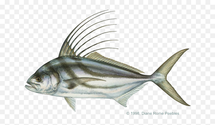 Game Fish Database - International Game Fish Association Draw A Rooster Fish Png,Bass Fish Png