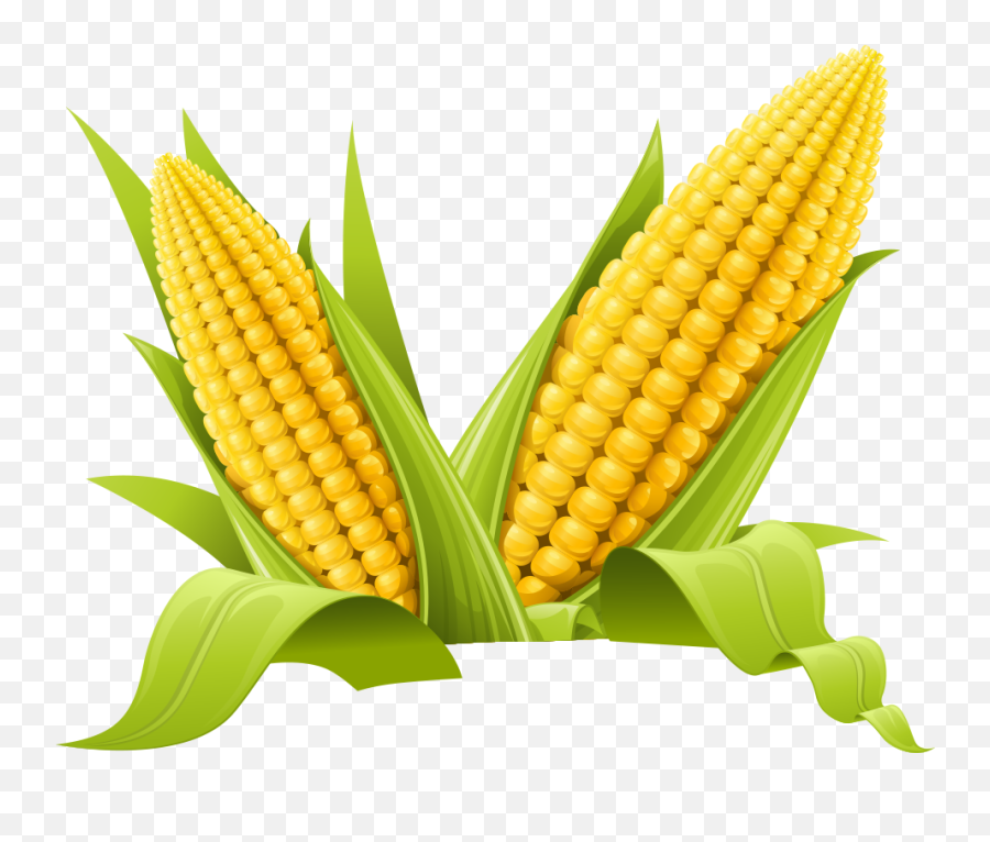 Maize Clip Art - Corn Png,Corn Transparent