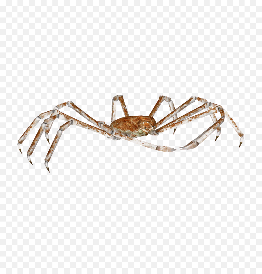 Download Spider Crab Png - Japanese Spider Crab Transparent,Crab Transparent Background