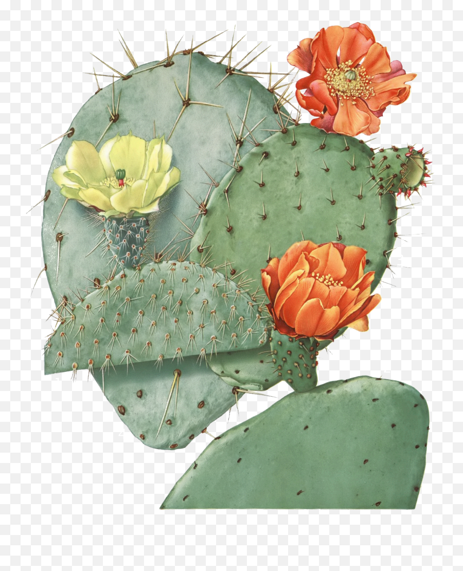 Cactus Illustration - Opuntia Ficus Indica Png,Nopal Png