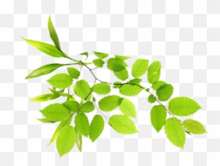 Download Free Png Watercolor Leaves Picture - DLPNGcom Real Transparent Background