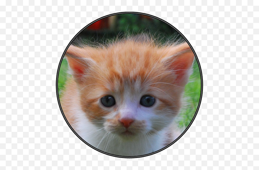 Amazoncom Funny Cat Kitten Sounds Appstore For Android - Cat Png,Funny Cat Png