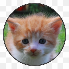 Amazoncom Funny Cat Kitten Sounds Appstore For Android - Cat Png,Funny Cat Png