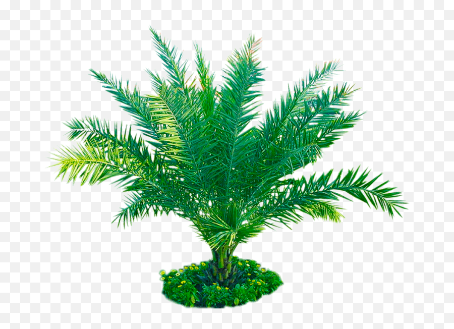 Free Download Palm Plant Png Image - Attalea Speciosa,Palm Plant Png