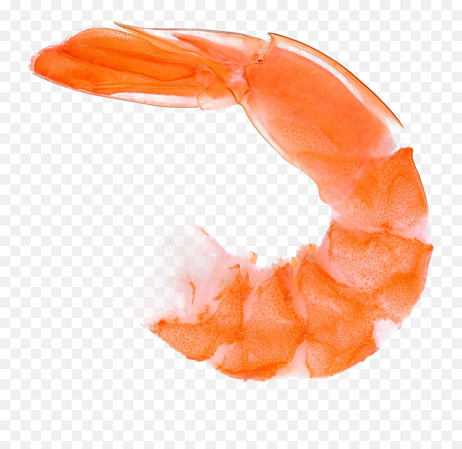 Ocean Shrimp Transparent Image Png Play - Shrimp Transparent Background,Ocean Png
