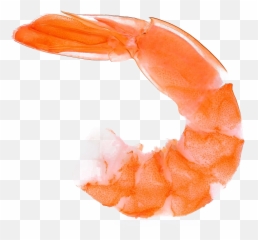 Ocean Shrimp Transparent Image Png Play - Background
