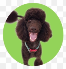 Dog Grooming - Standard Poodle Png,Poodle Png